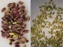 [How to peel pistachios]